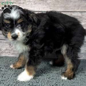 Lennon, Mini Aussiedoodle Puppy